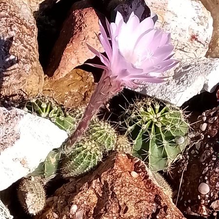 Lavender Cottage - At Home In Lightning Ridge Exteriör bild